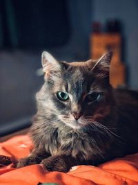 Portrait of cat relaxing on bed at home