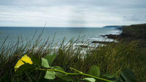 Close-up of grass by sea against sky
