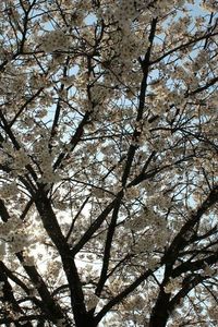 Low angle view of trees