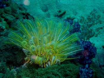 View of fish underwater