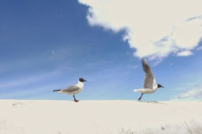 Seagulls on
against sky