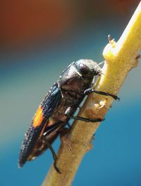 Close-up of insect perching on leaf