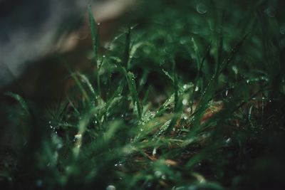 Close-up of grass