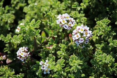 Close-up of white flowers blooming in garden