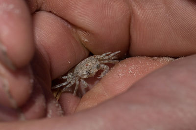 Close-up of person holding hands