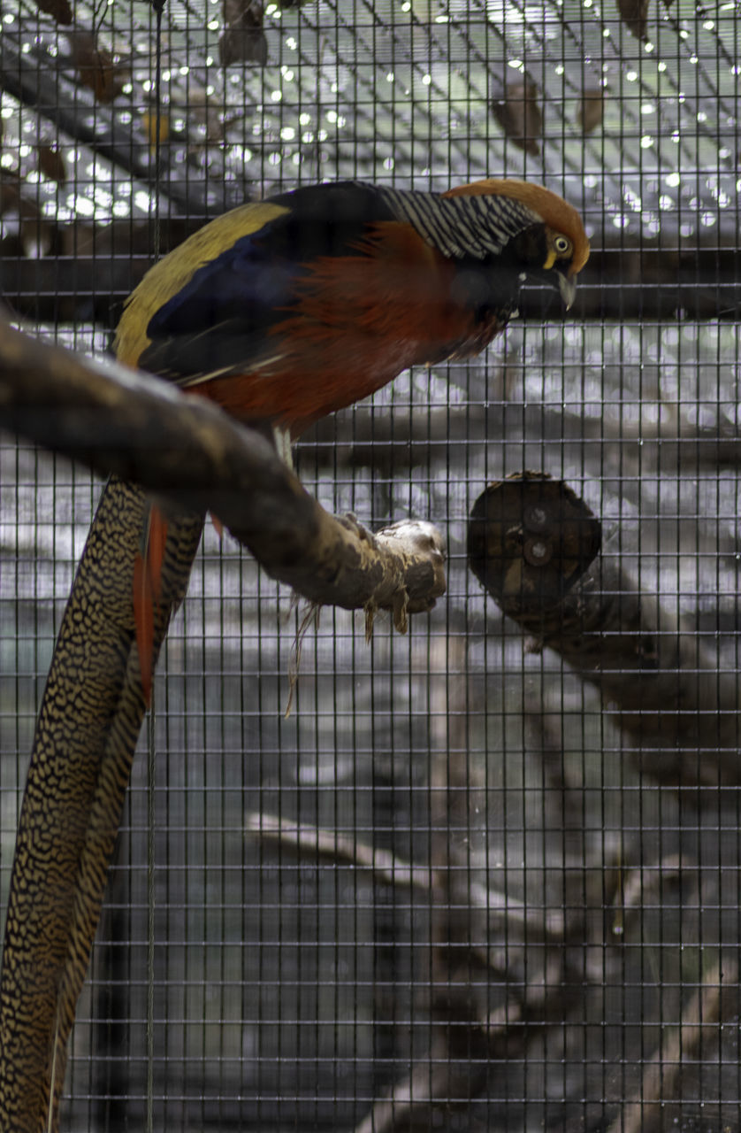 CLOSE-UP OF BIRDS IN CAGE