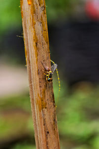 Close-up of insect on wood