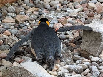 Rear view of a bird on rock