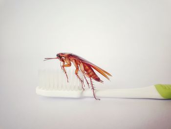 Close-up of insect on white background