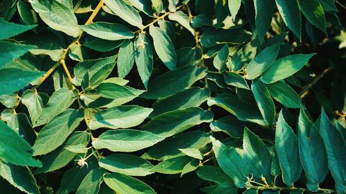 Full frame shot of fresh green leaves