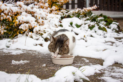 White cat in snow covered field