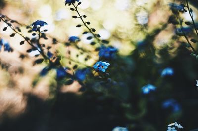 Close-up of flower tree