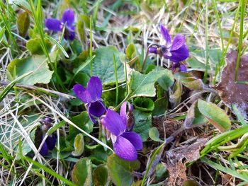 Close-up of purple crocus flowers growing in field