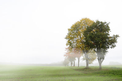 Tree in field against sky