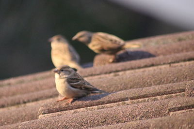 Close-up of bird perching on wall