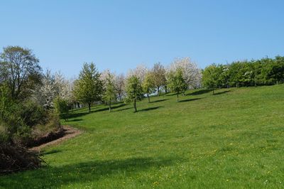 Trees on field against clear sky