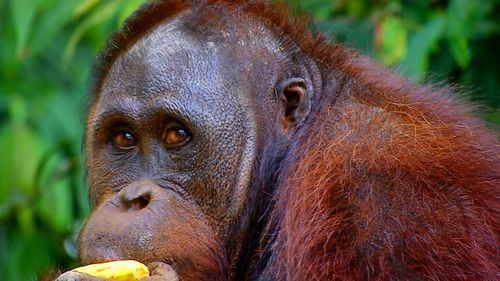 Close-up portrait of monkey