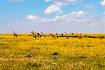 Horses on field against sky