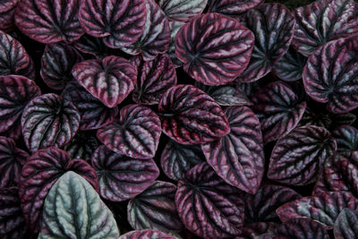 Purple leaves tropical plant natural pattern background