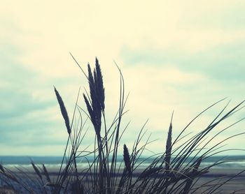 Close-up of reed growing in field