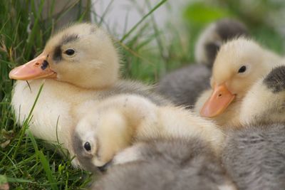 Close-up of ducklings on grass