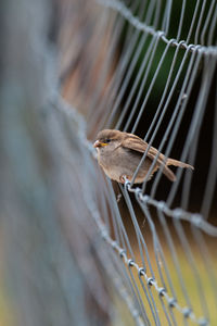 Close-up of an insect in cage