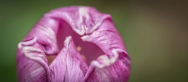 Close-up of pink iris flower