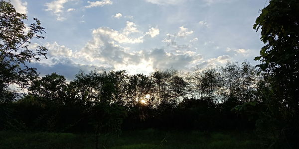 Low angle view of silhouette trees against sky in forest