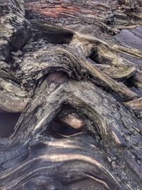 Full frame shot of tree trunk