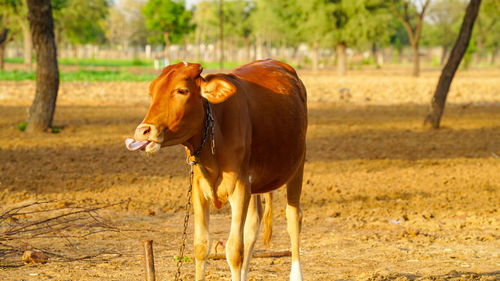 Horse standing in a field