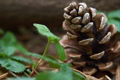 Close-up of pine cone on plant