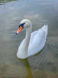 Swan floating on lake