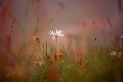 Close-up of flowering plants on field