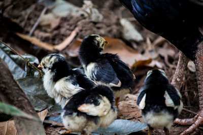 High angle view of a birds