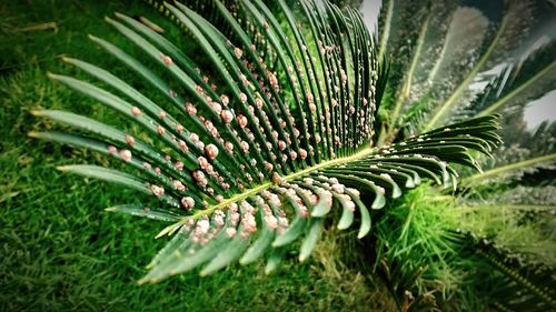 Close-up of leaves