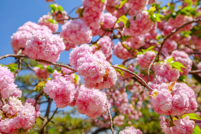 Close-up of pink cherry blossoms in spring