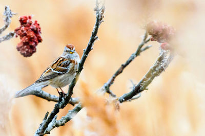 Close-up of bird perching on branch