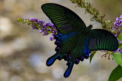 Close-up of butterfly on purple flower