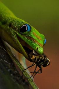 Close-up of green lizard