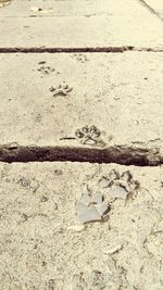 High angle view of lizard on ground