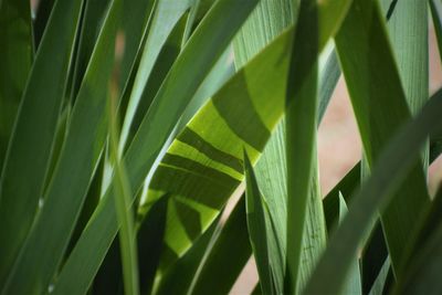 Close-up of palm leaves