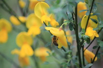 Close-up of bee on yellow flowers