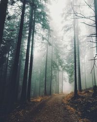 Trees in forest