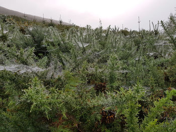 Plants growing on land against sky