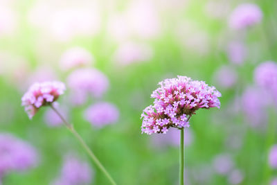 Close-up of pink flowering plant