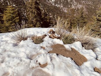 View of a snow covered land