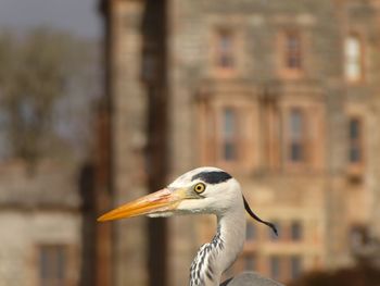 Heron in stornoway