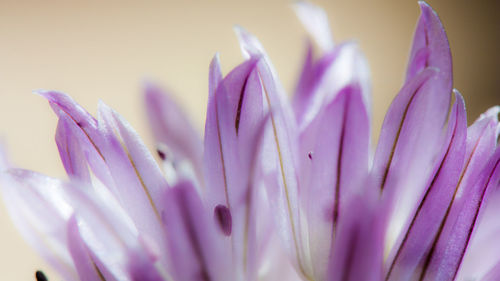 Close-up of purple flowers