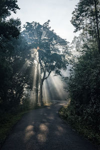 View of trees by road against sky