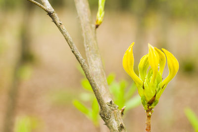 Tree buds close-up and macro, nature background